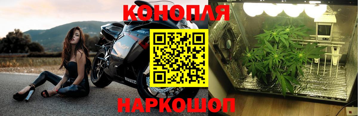 Конопля OG Kush Тара